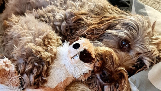 Ashes to ashes - navigating the death of a pet