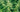 Nettle is a powerhouse of Goddess goodness