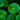 gotu kola is an effective medicinal herb