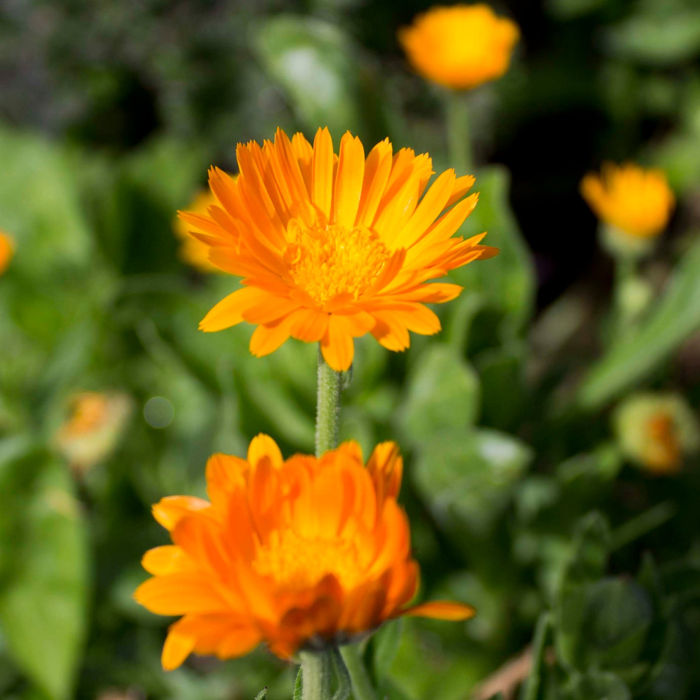 Calendula Handcrafted plant essences flower remedies