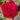 rose Handcrafted plant essences flower remedies
