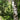 Silver Birch Handcrafted plant essences flower remedies