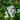 Yarrow Handcrafted plant essences flower remedies