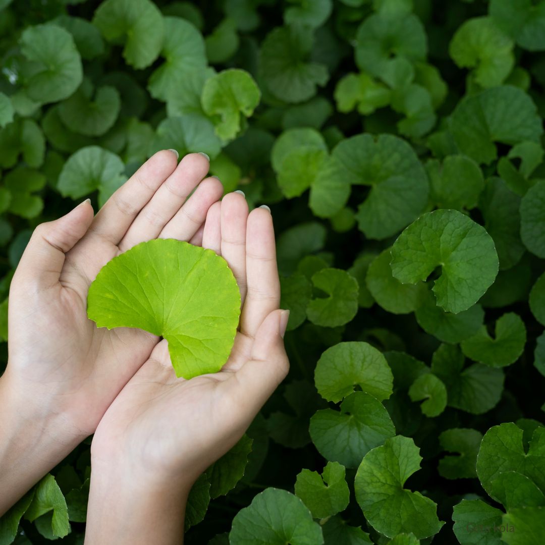 hand holding gotu kola leaf