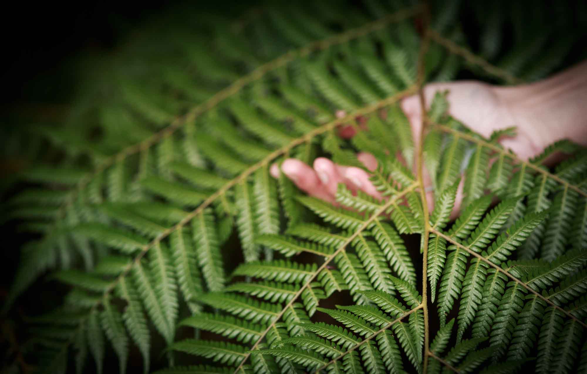 womans hand in fern