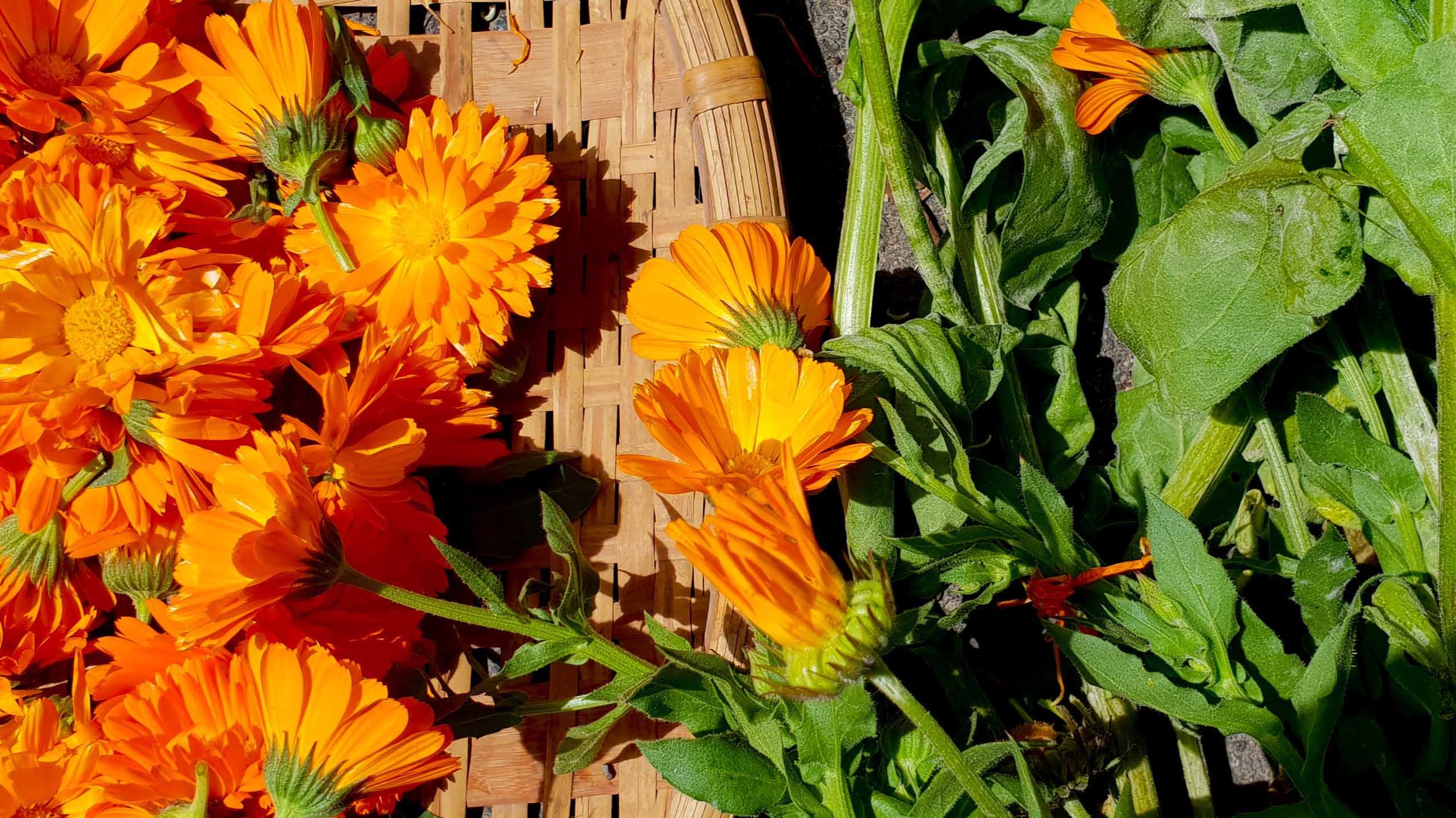 calendula harvested in the archeus garden