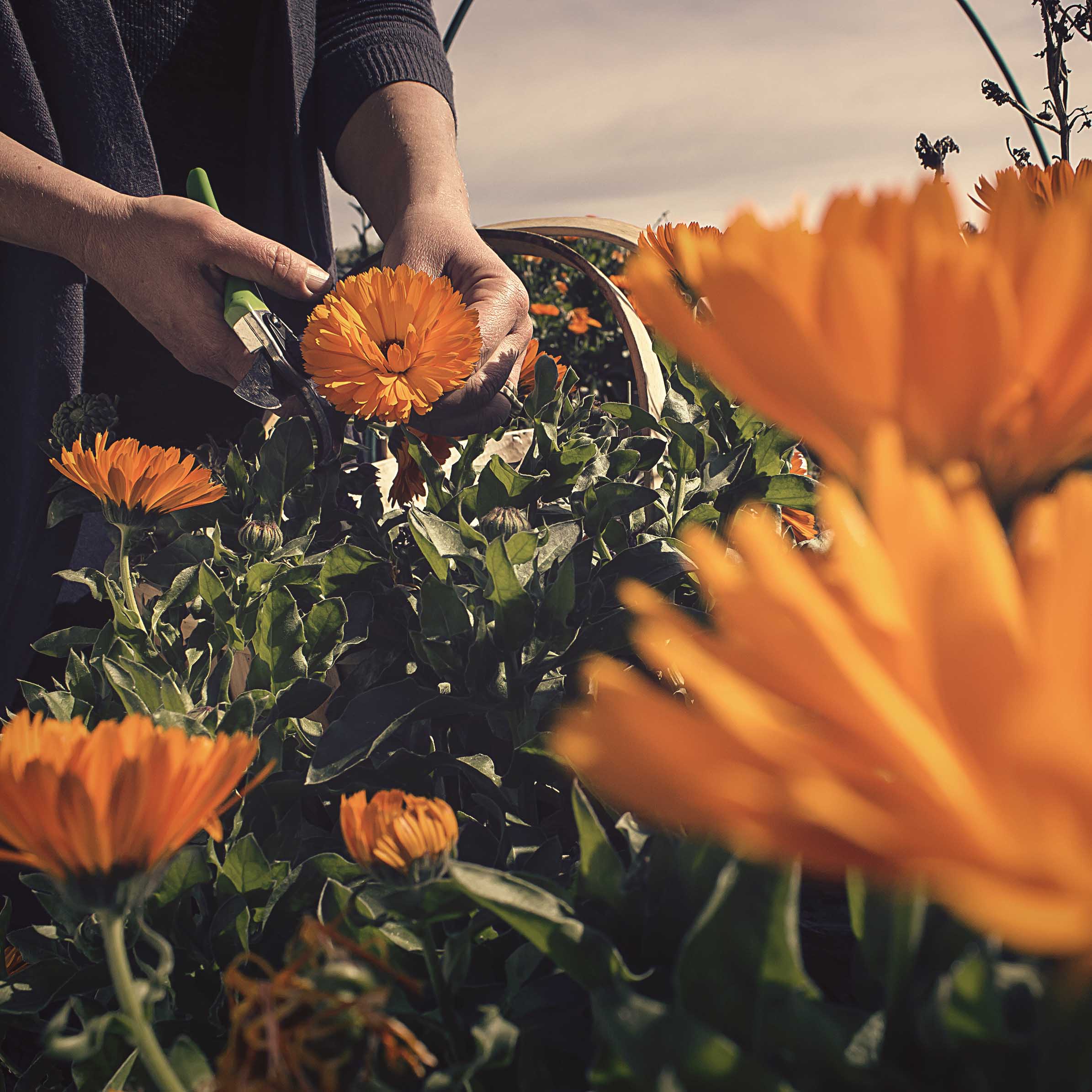 harvesting organic calendula