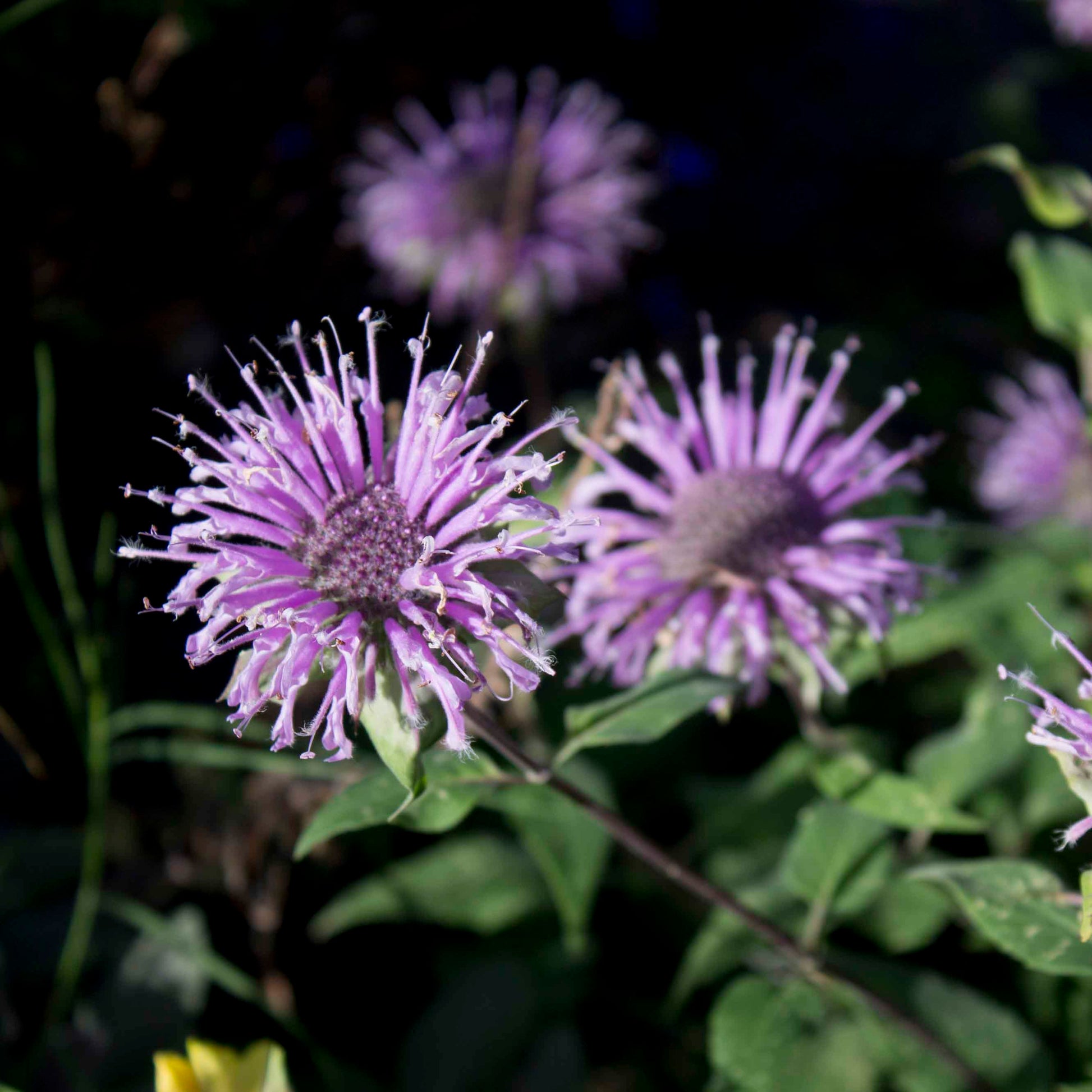 Bee Balm Handcrafted plant essences flower remedies