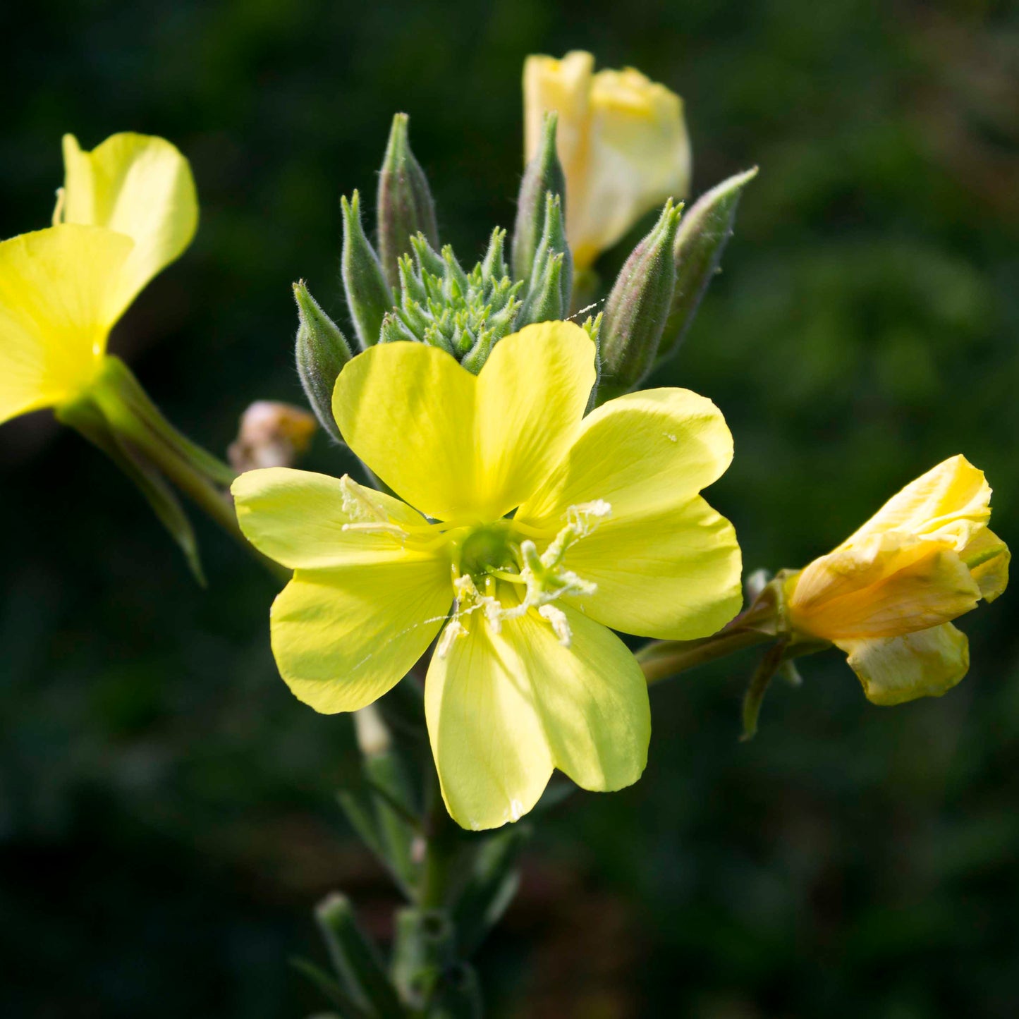 Evening primrose Handcrafted plant essences flower remedies