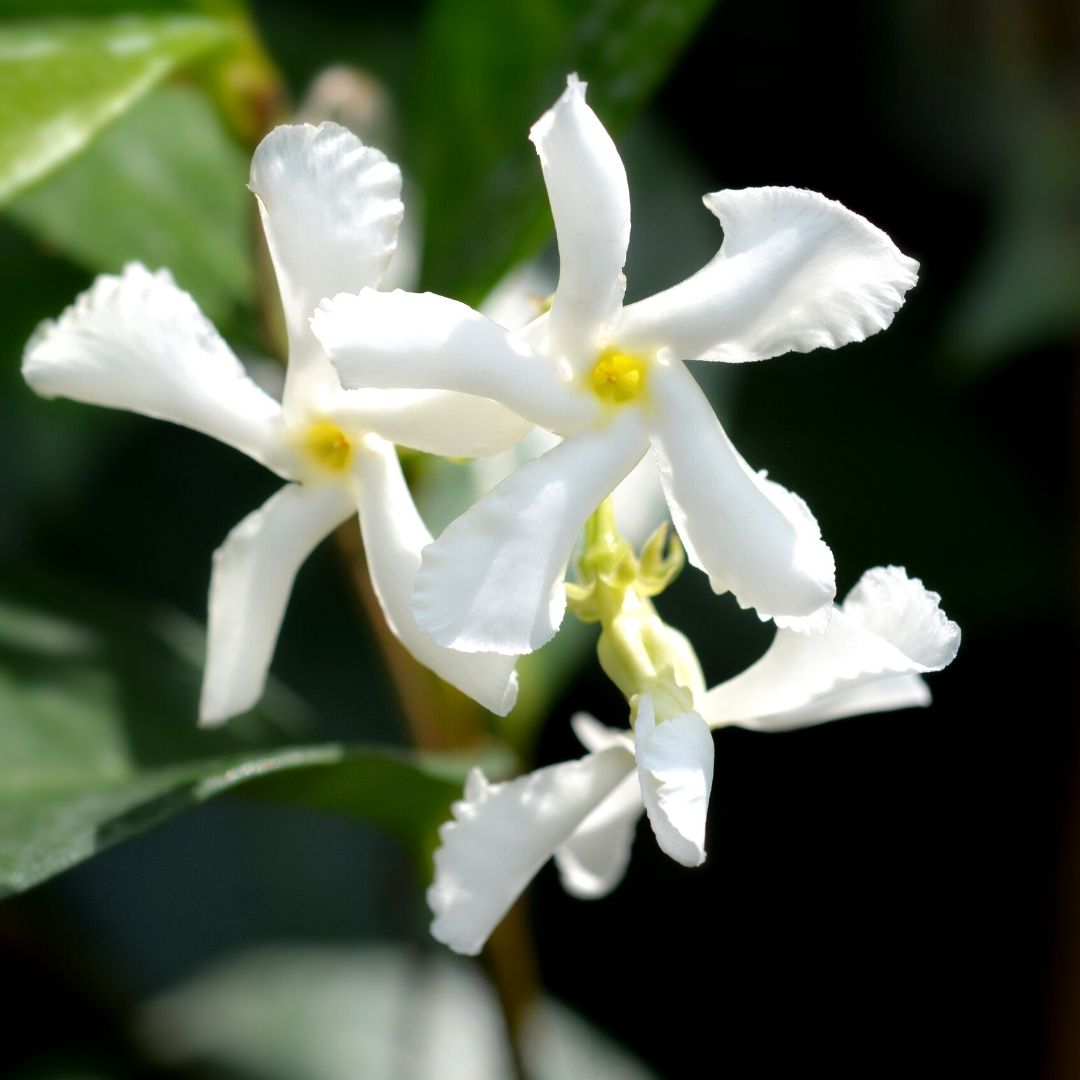 Jasmine Handcrafted plant essences flower remedies