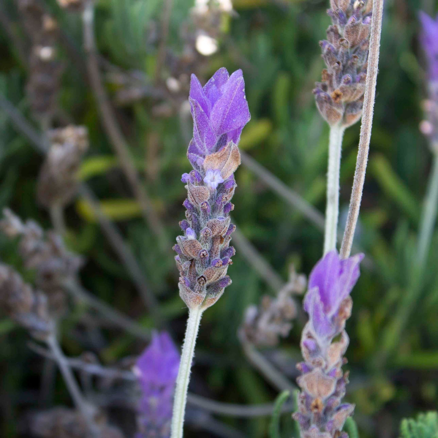 Lavender Handcrafted plant essences flower remedies
