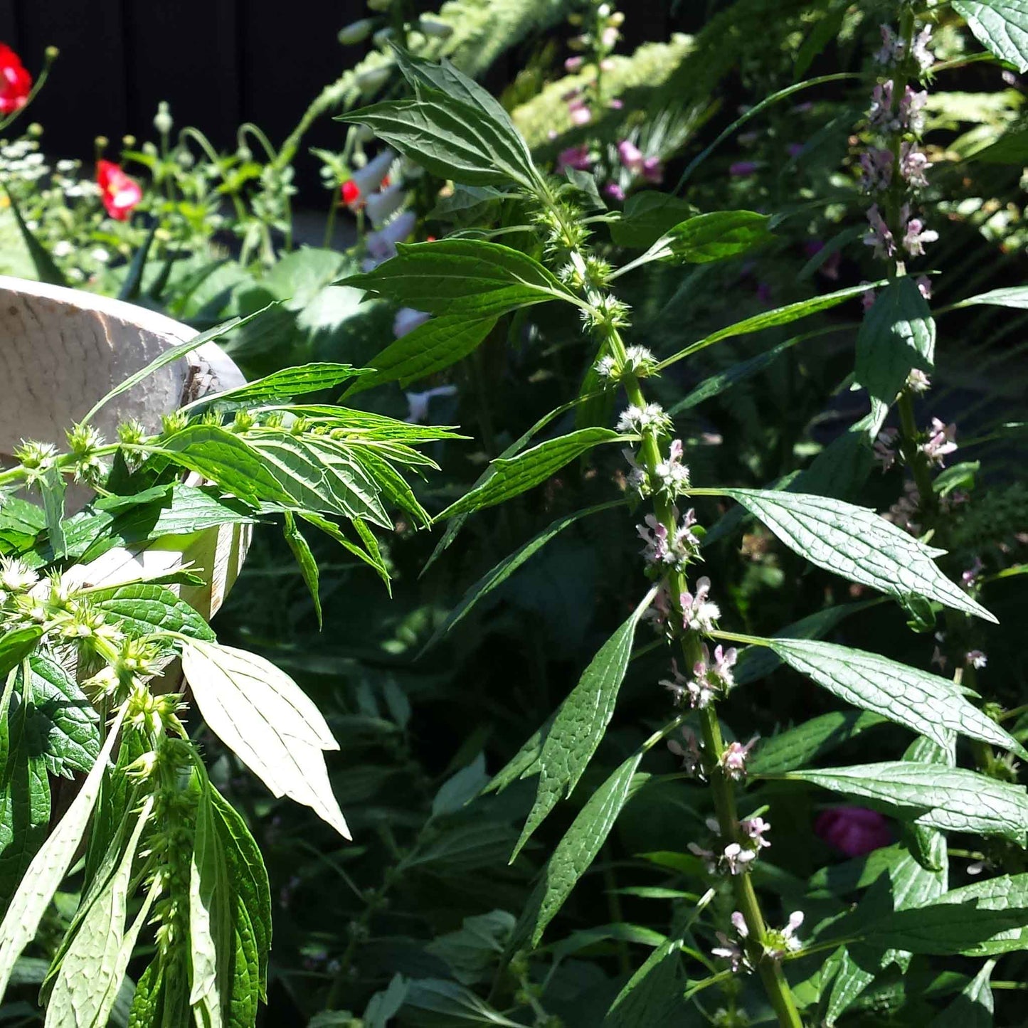 Motherwort Handcrafted plant essences flower remedies