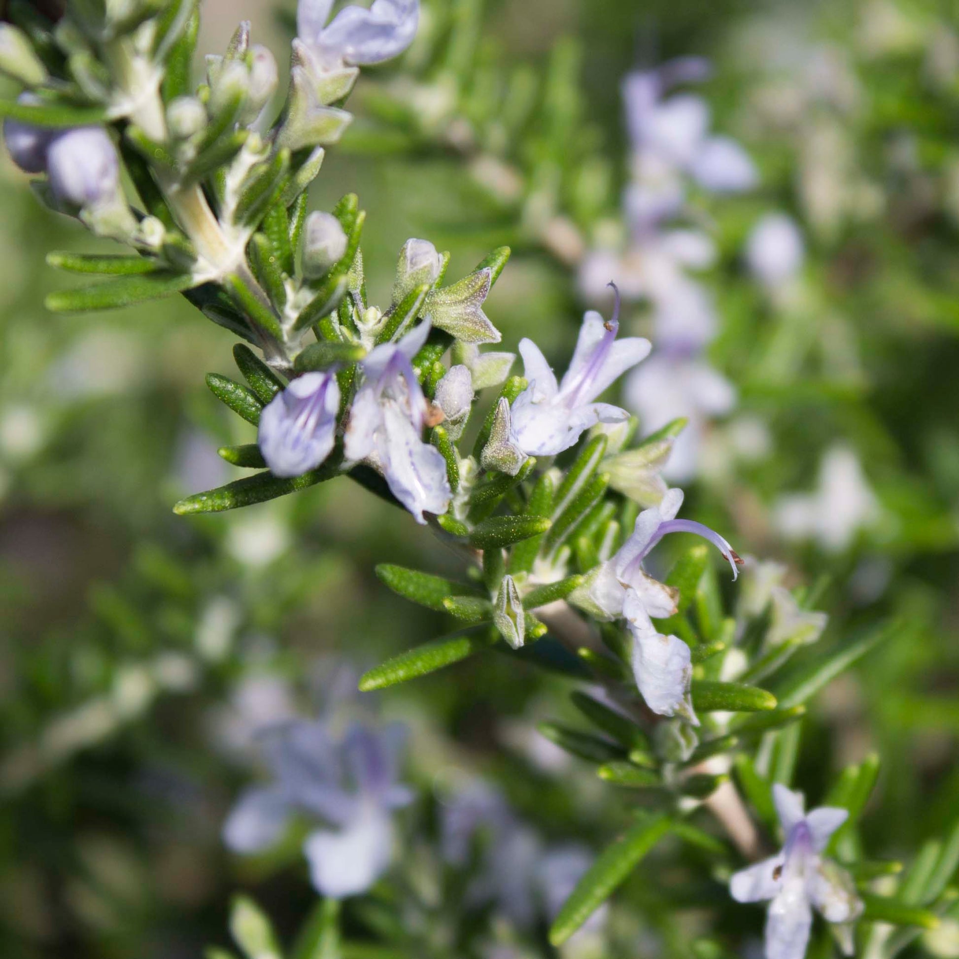 Rosemary Handcrafted plant essences flower remedies