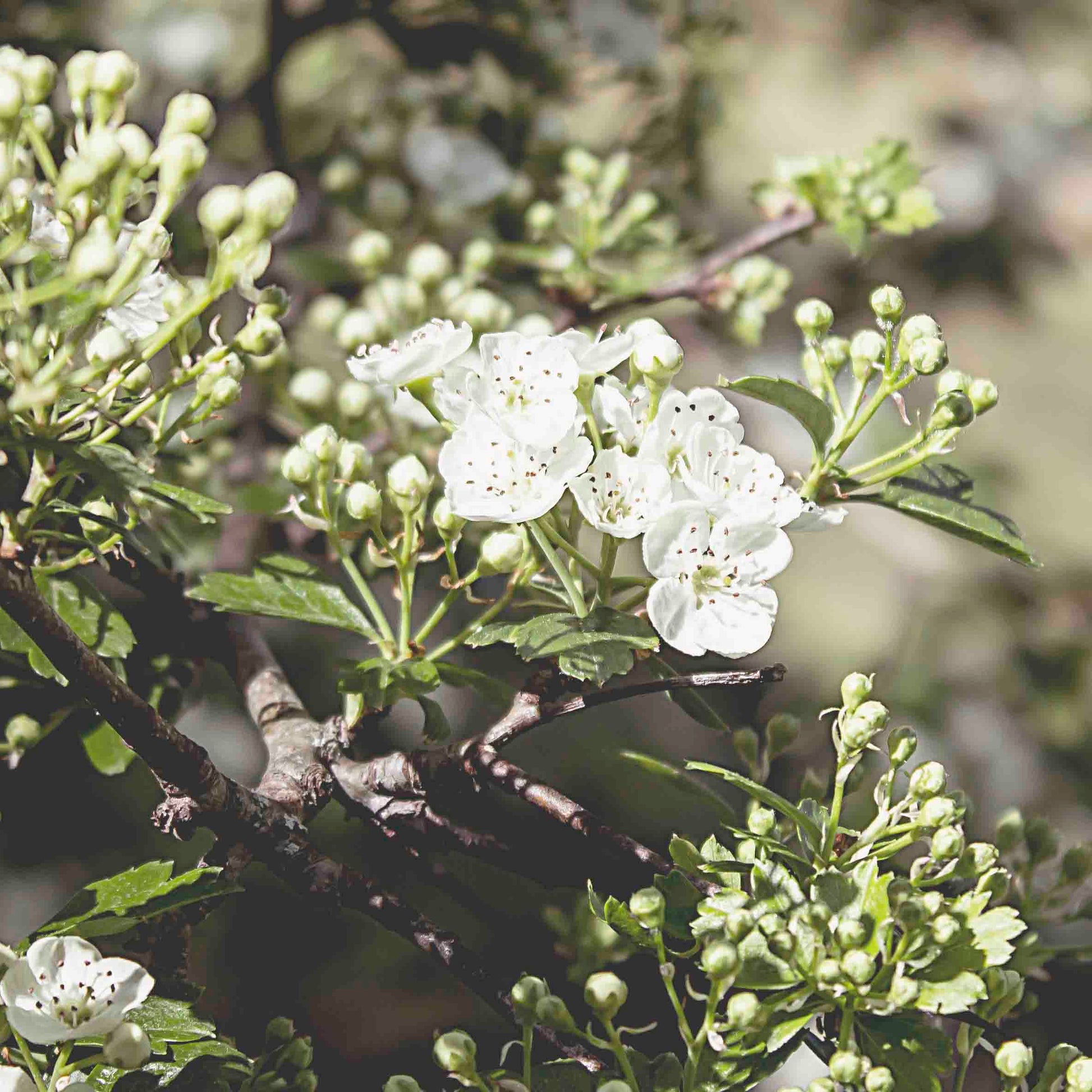 Hawthorn Handcrafted plant essences flower remedies