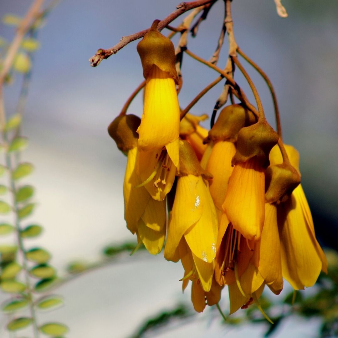 kowhai Handcrafted plant essences flower remedies