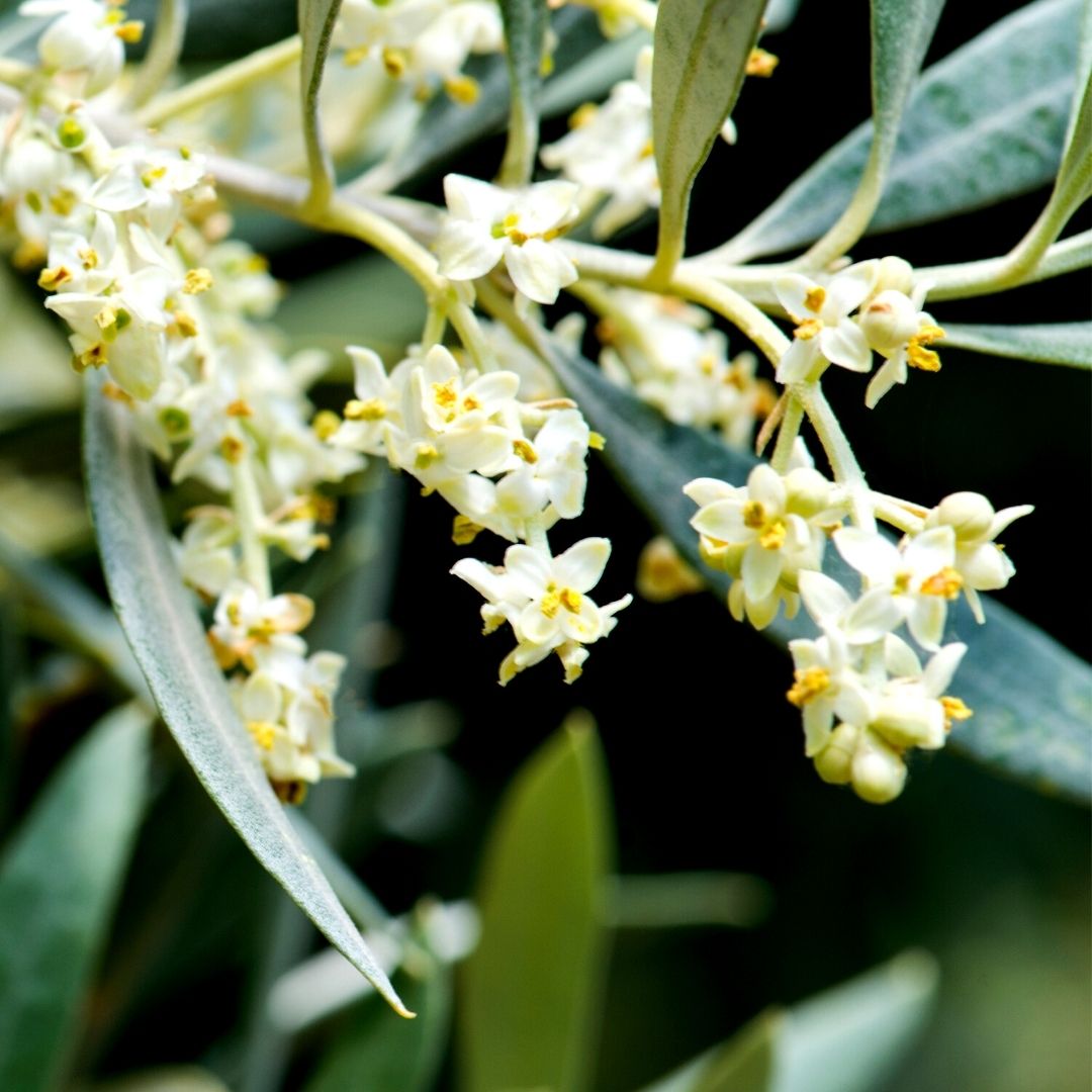 Olive Handcrafted plant essences flower remedies