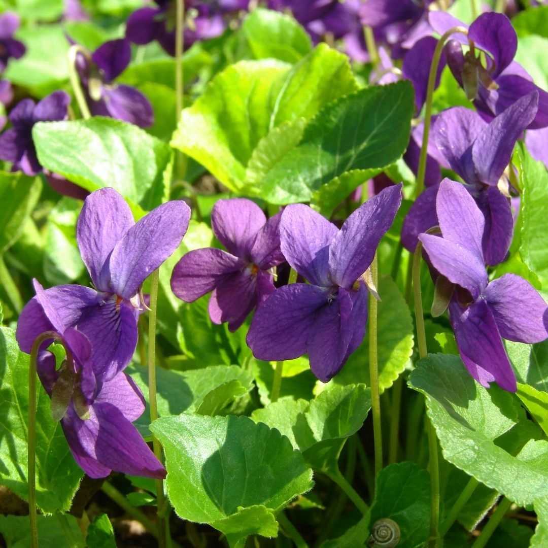 Violets Handcrafted plant essences flower remedies