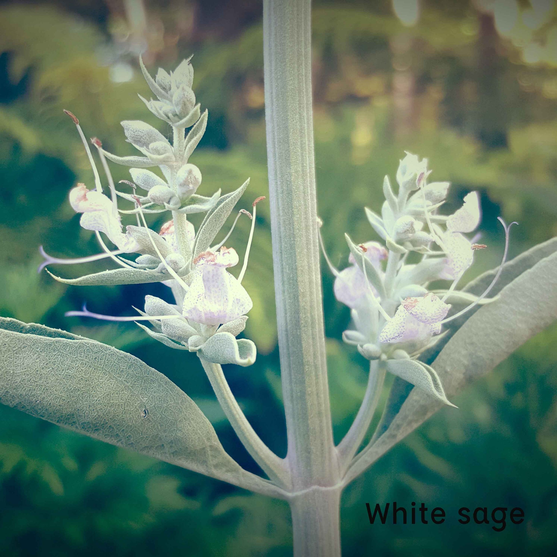 Sage Handcrafted plant essences flower remedies