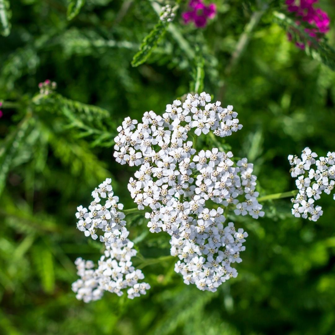 Yarrow Handcrafted plant essences flower remedies